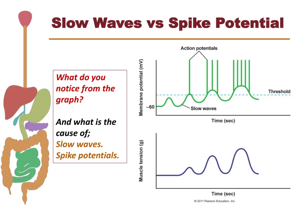 slow waves vs spike potential slow waves vs spike