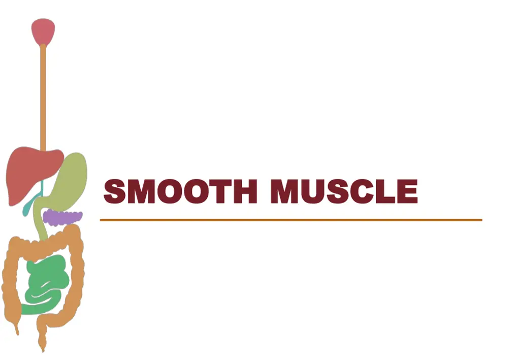 smooth muscle smooth muscle