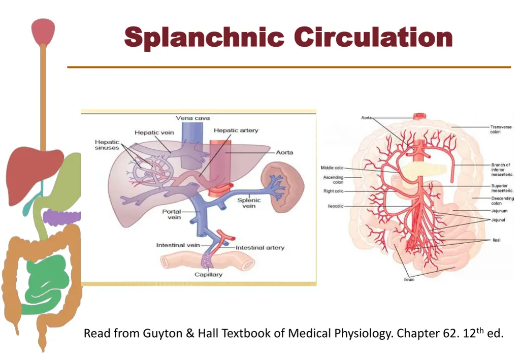 splanchnic circulation splanchnic circulation