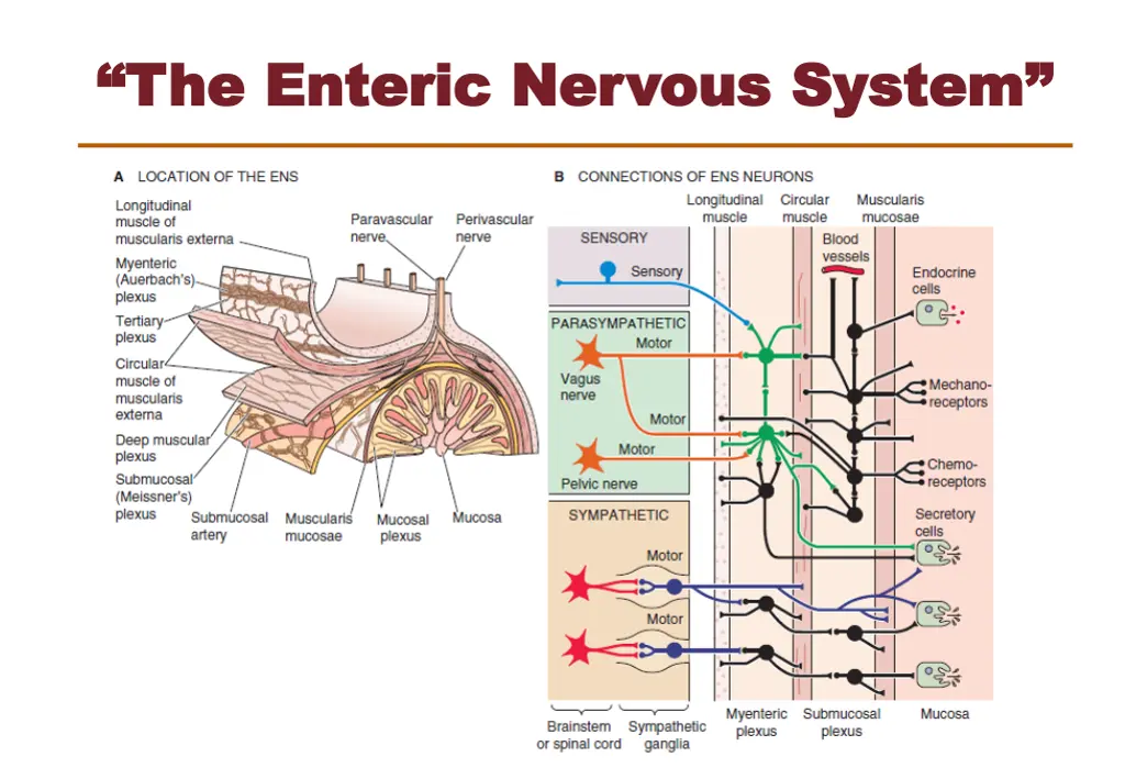 the enteric nervous system the enteric nervous