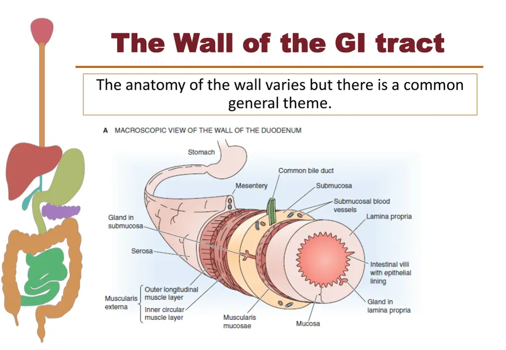 the wall of the gi tract the wall of the gi tract