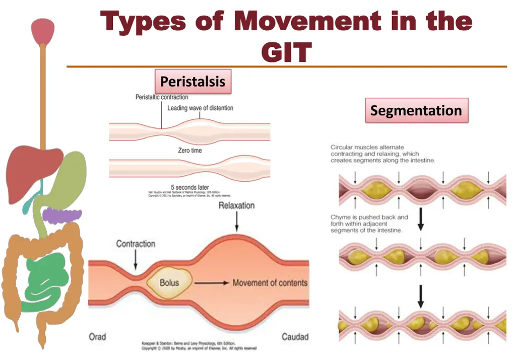 types of movement in the types of movement 1