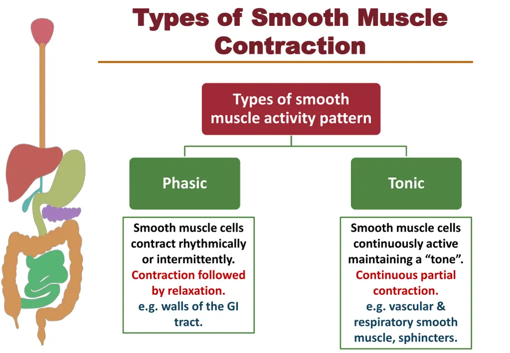 types of smooth muscle types of smooth muscle 1