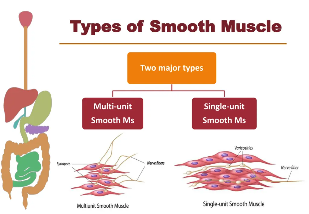 types of smooth muscle types of smooth muscle