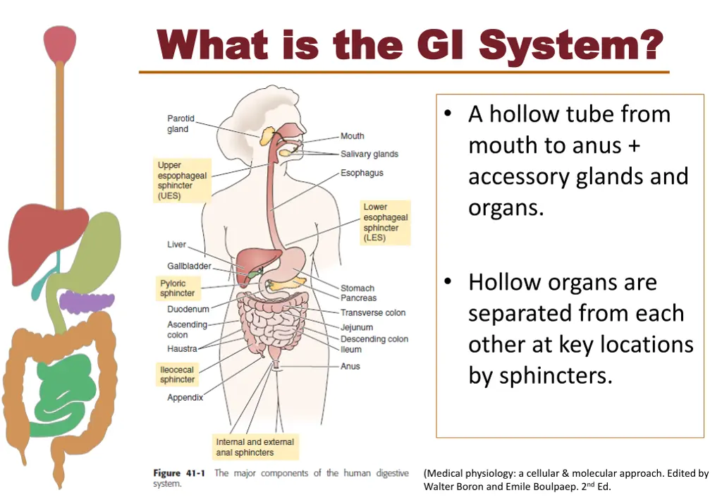 what is the gi system what is the gi system