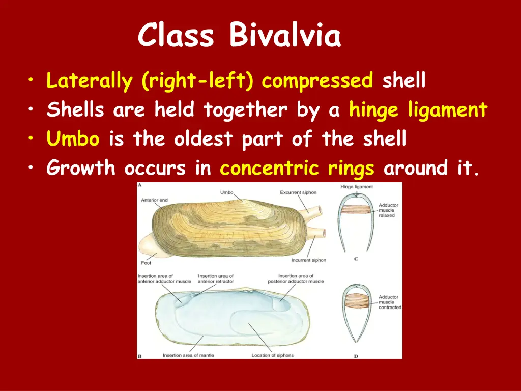 class bivalvia 1