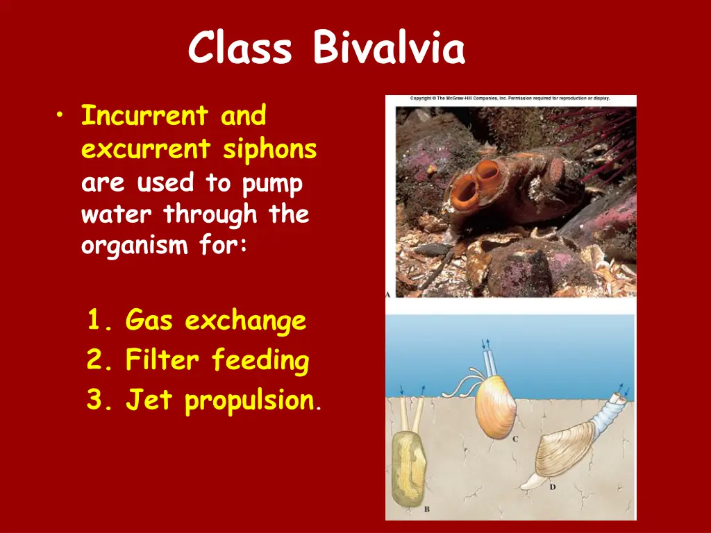 class bivalvia 2