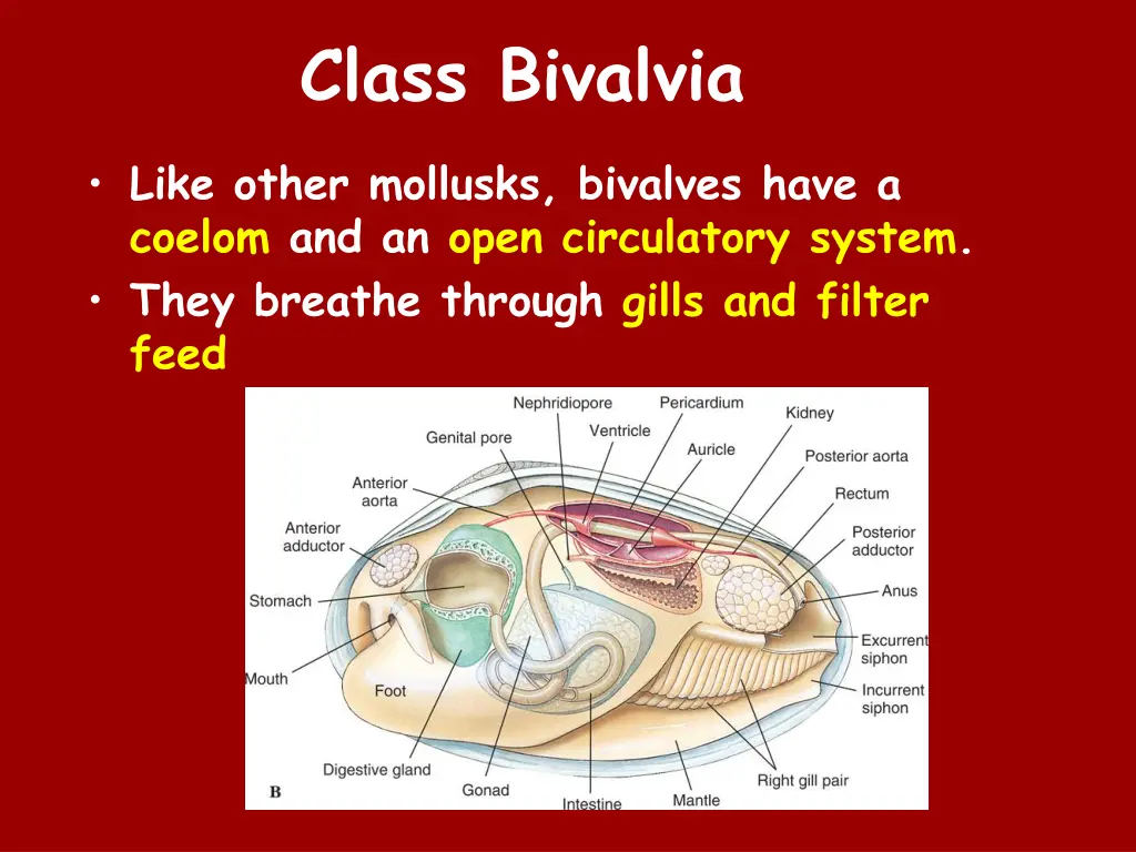 class bivalvia 3