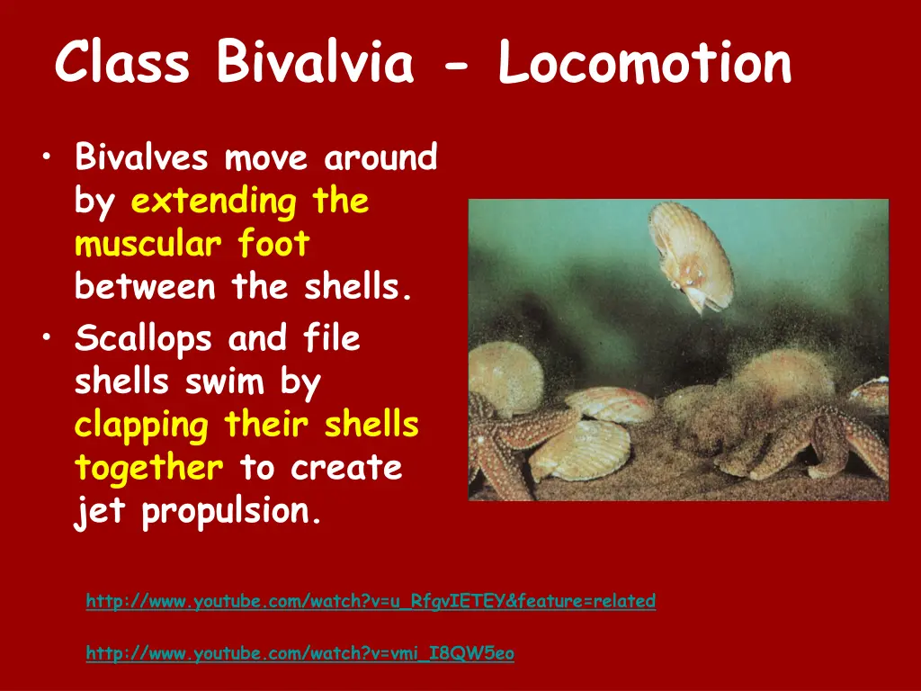 class bivalvia locomotion