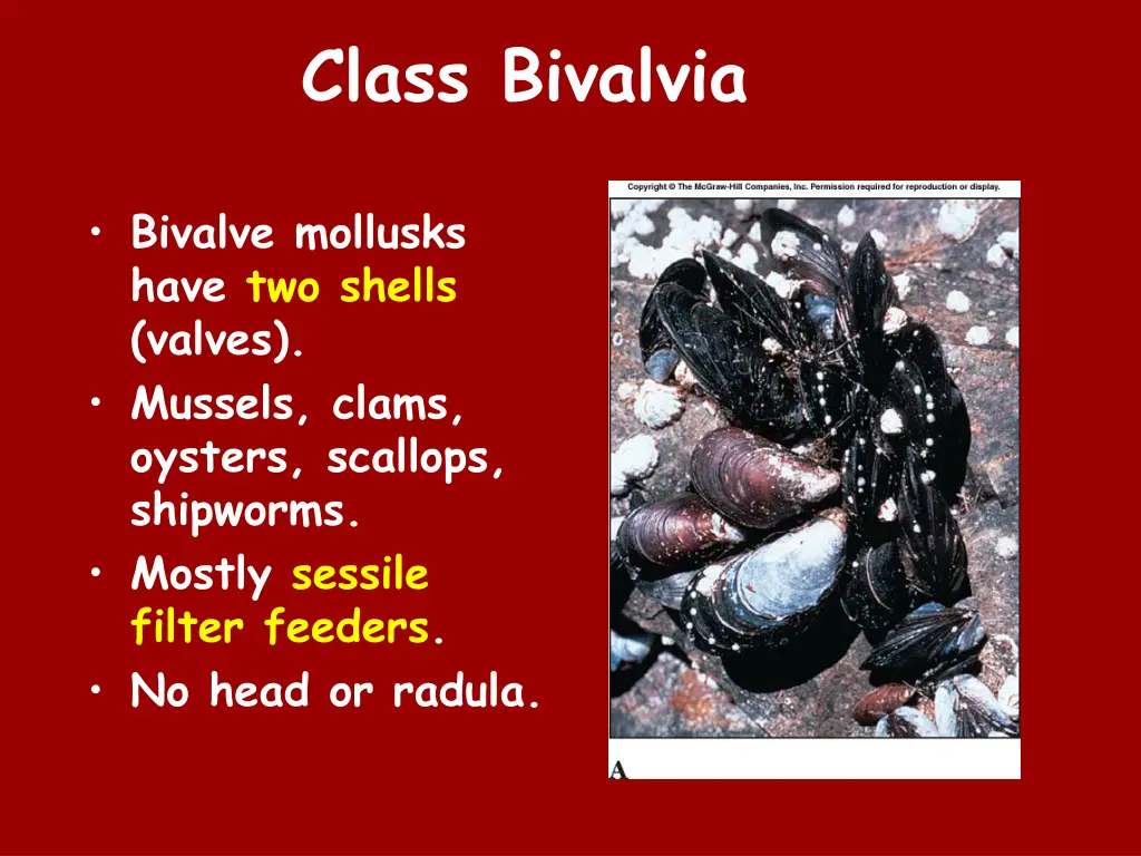 class bivalvia