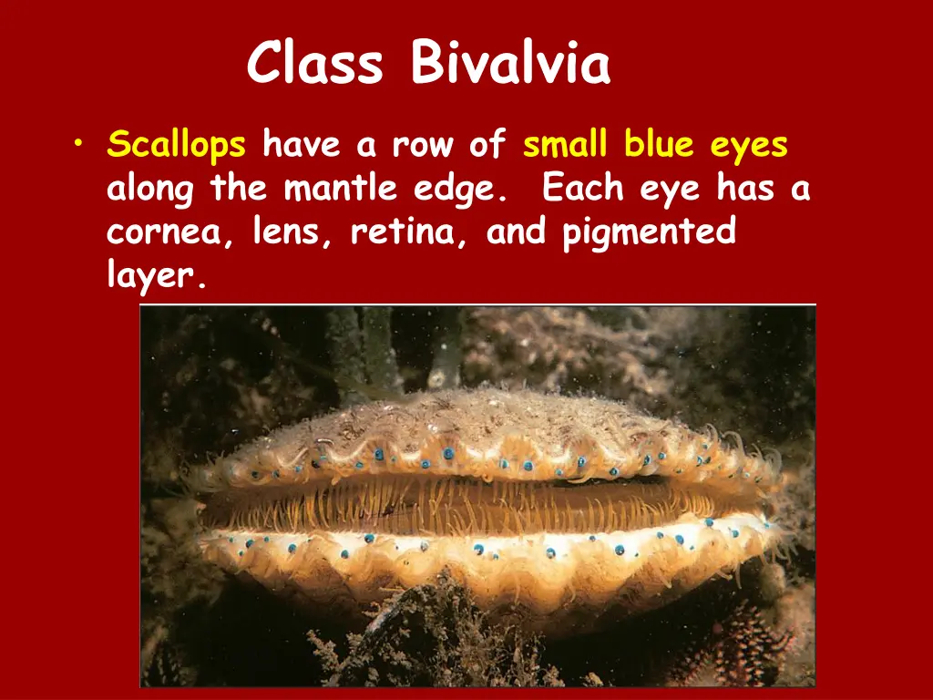 class bivalvia scallops have a row of small blue