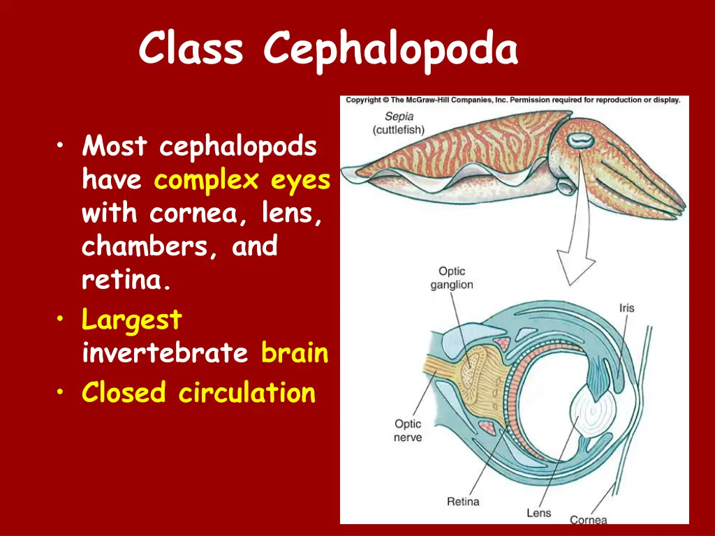 class cephalopoda 1