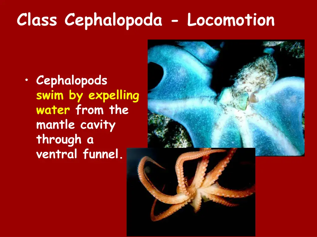 class cephalopoda locomotion