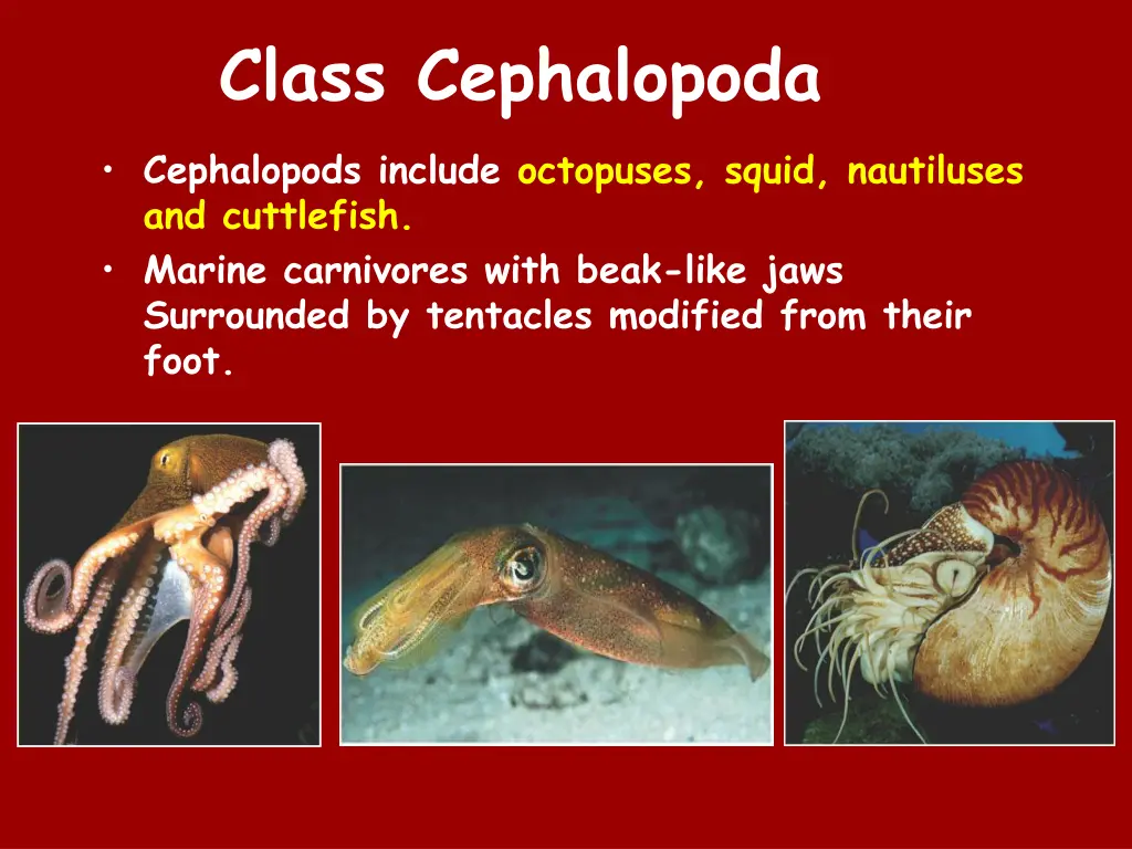 class cephalopoda