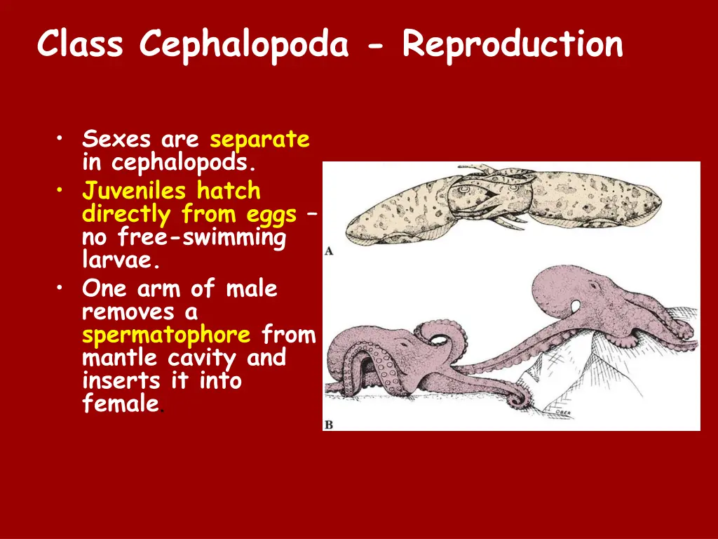 class cephalopoda reproduction