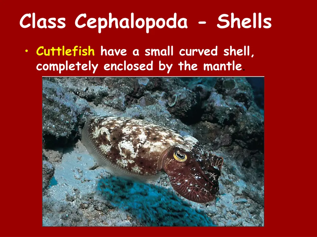 class cephalopoda shells 1