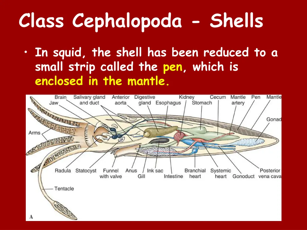 class cephalopoda shells 2