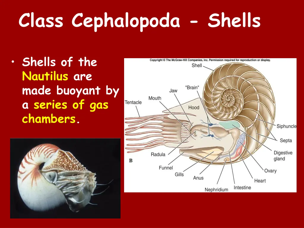 class cephalopoda shells