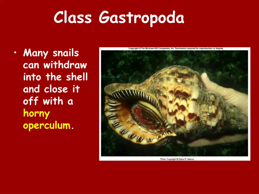 class gastropoda 1