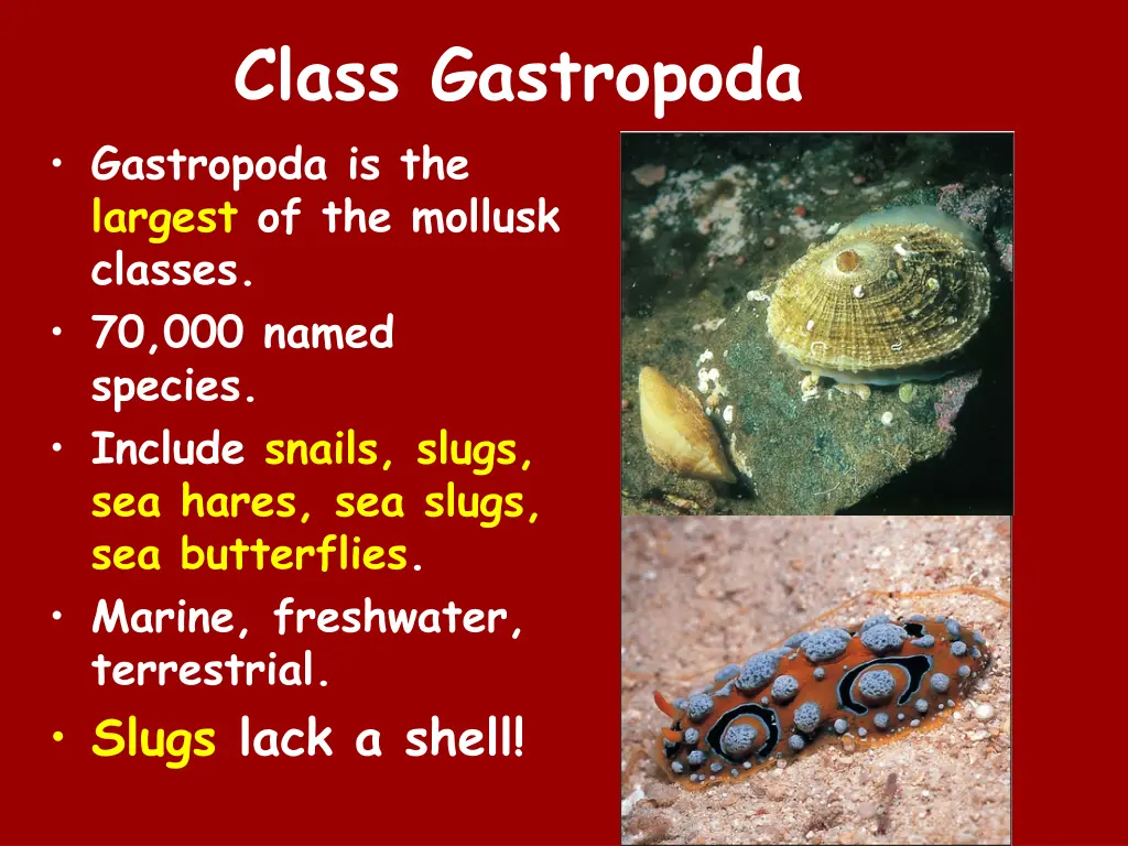 class gastropoda gastropoda is the largest