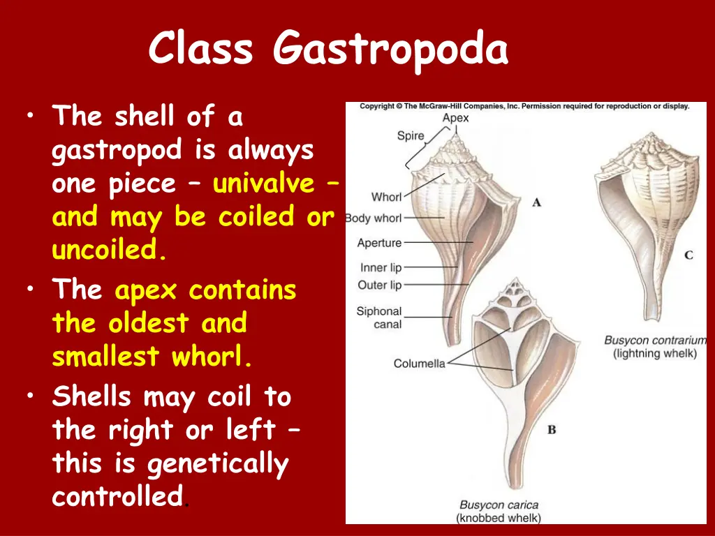 class gastropoda