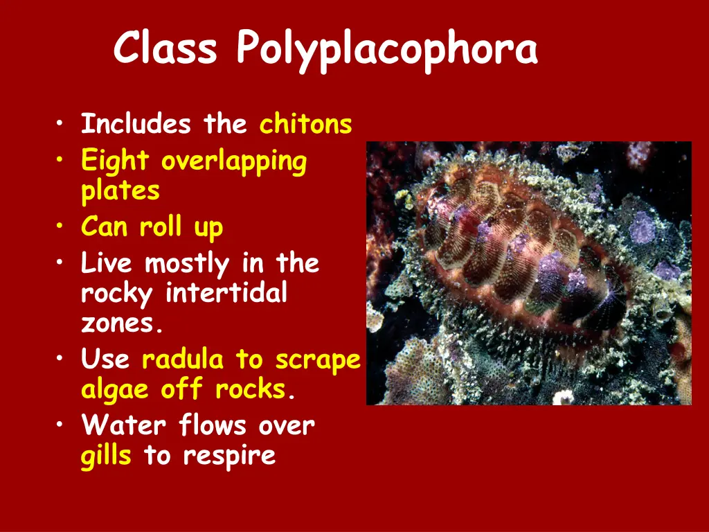 class polyplacophora