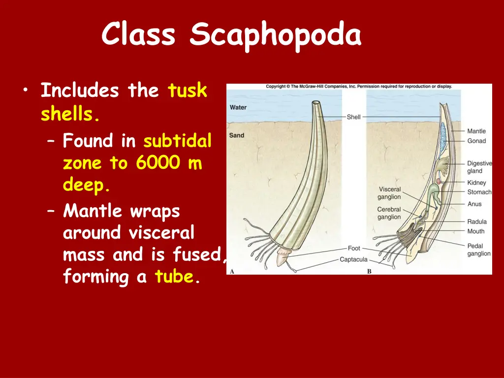 class scaphopoda