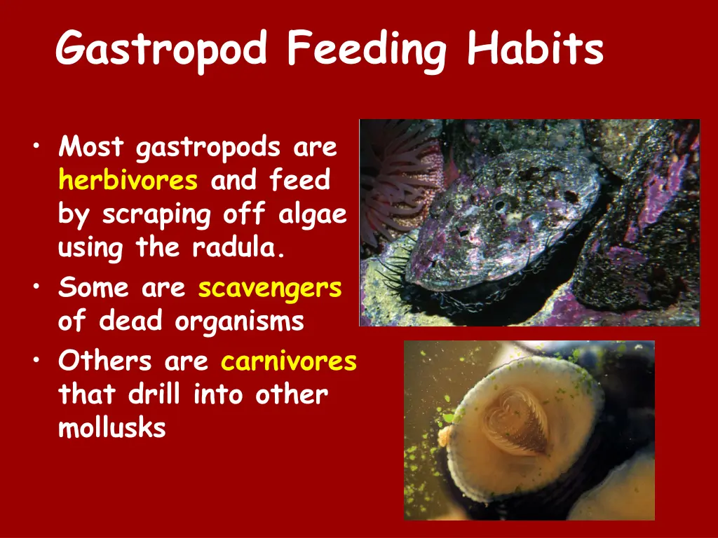 gastropod feeding habits