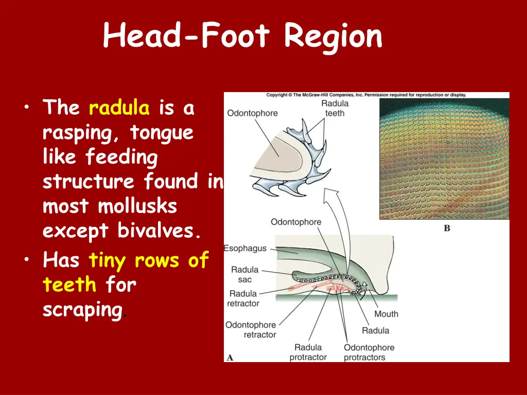 head foot region 1