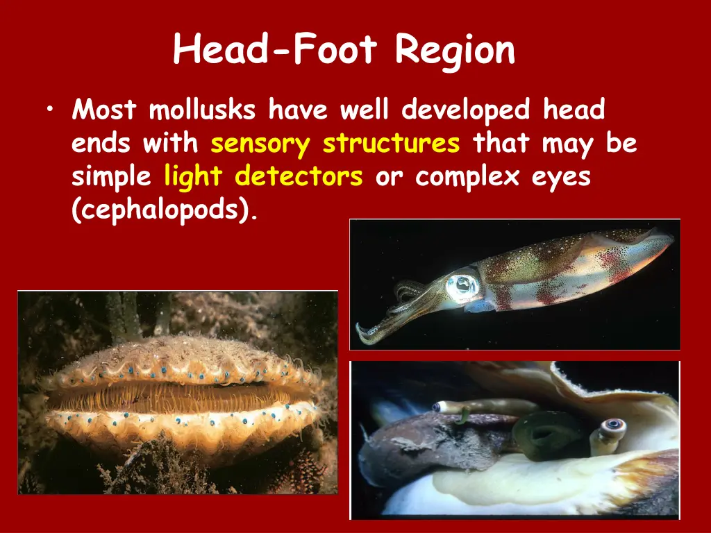 head foot region