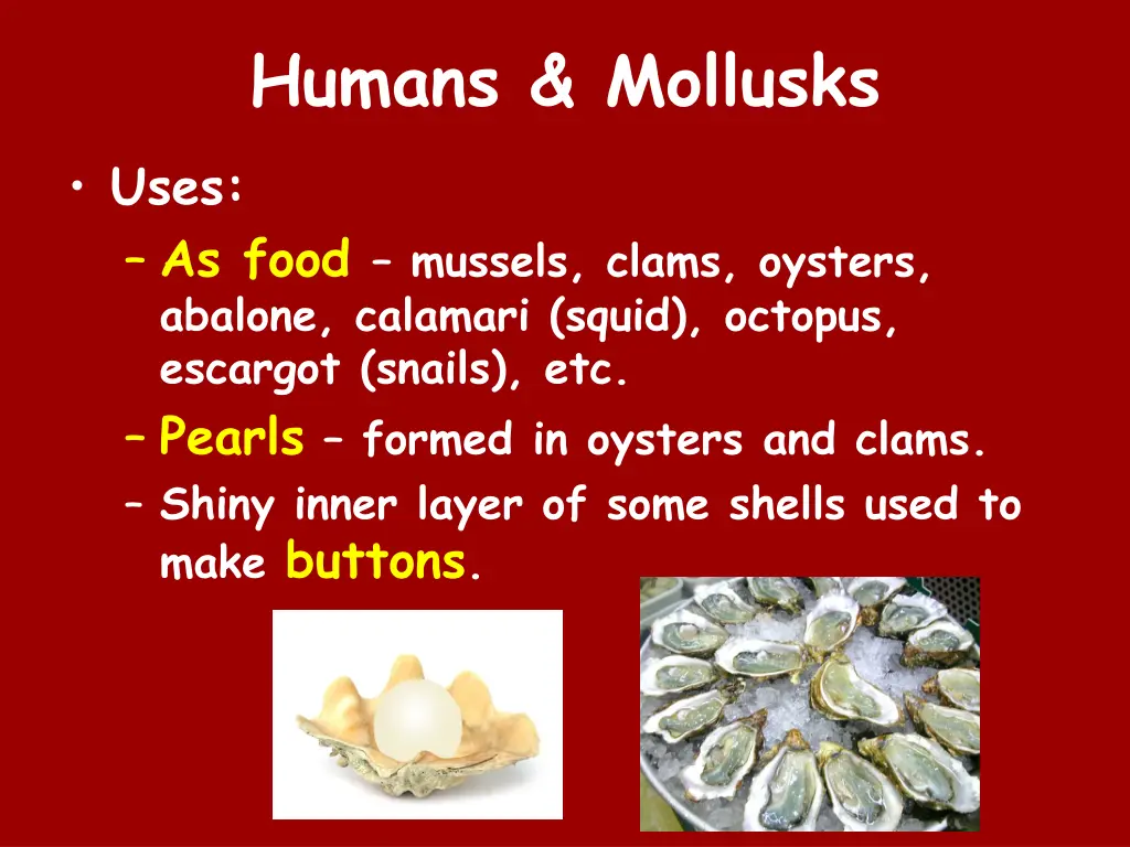 humans mollusks