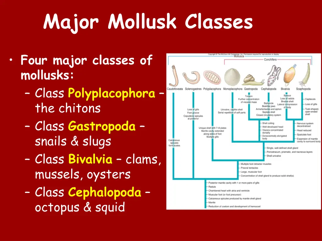 major mollusk classes