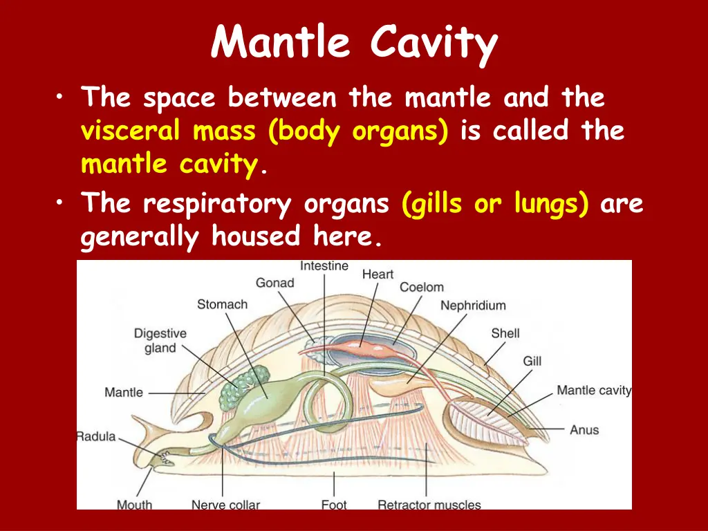 mantle cavity