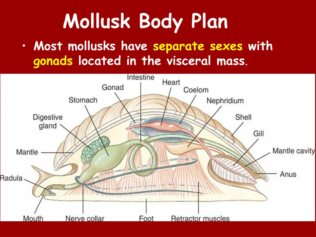 mollusk body plan most mollusks have separate