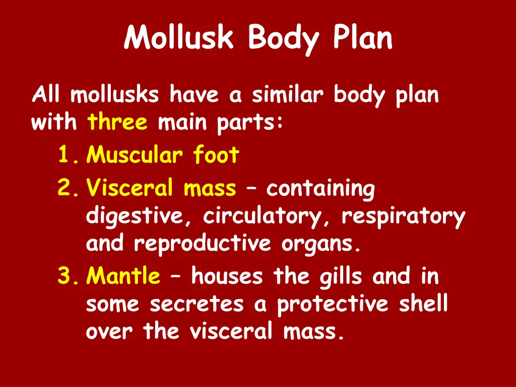 mollusk body plan