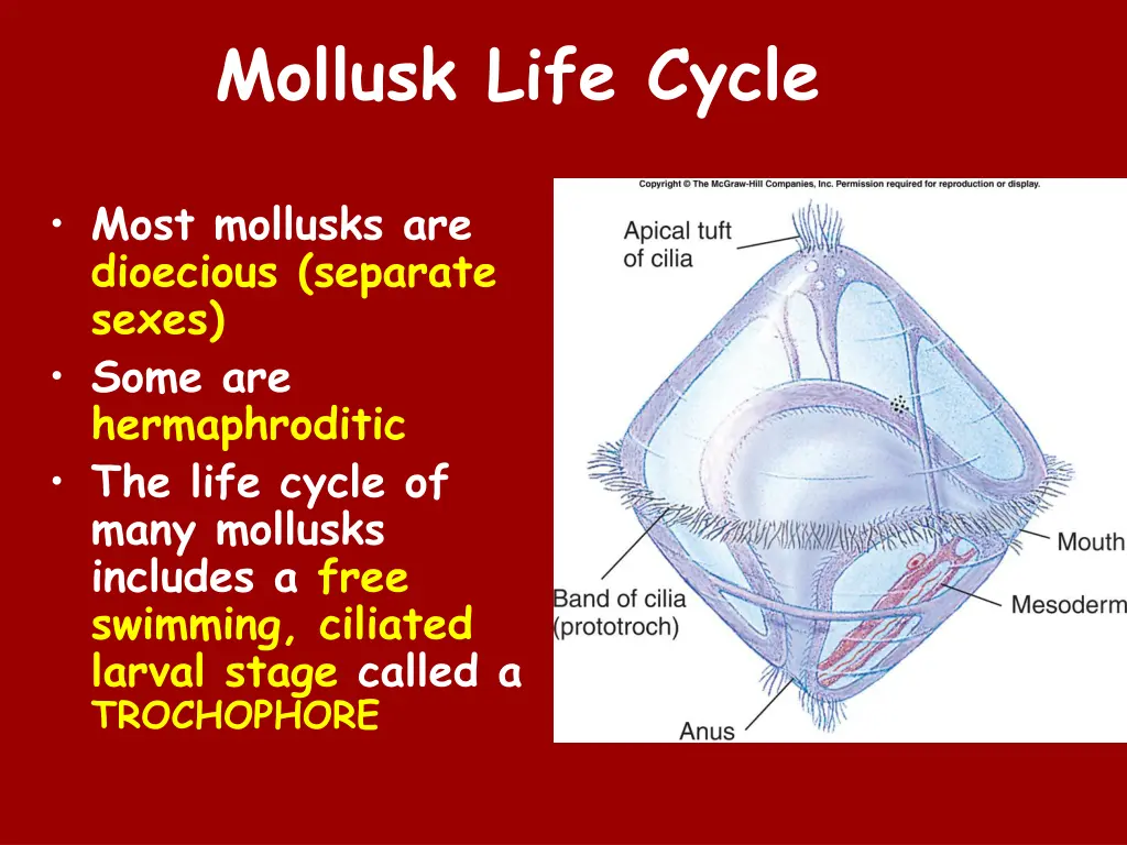 mollusk life cycle