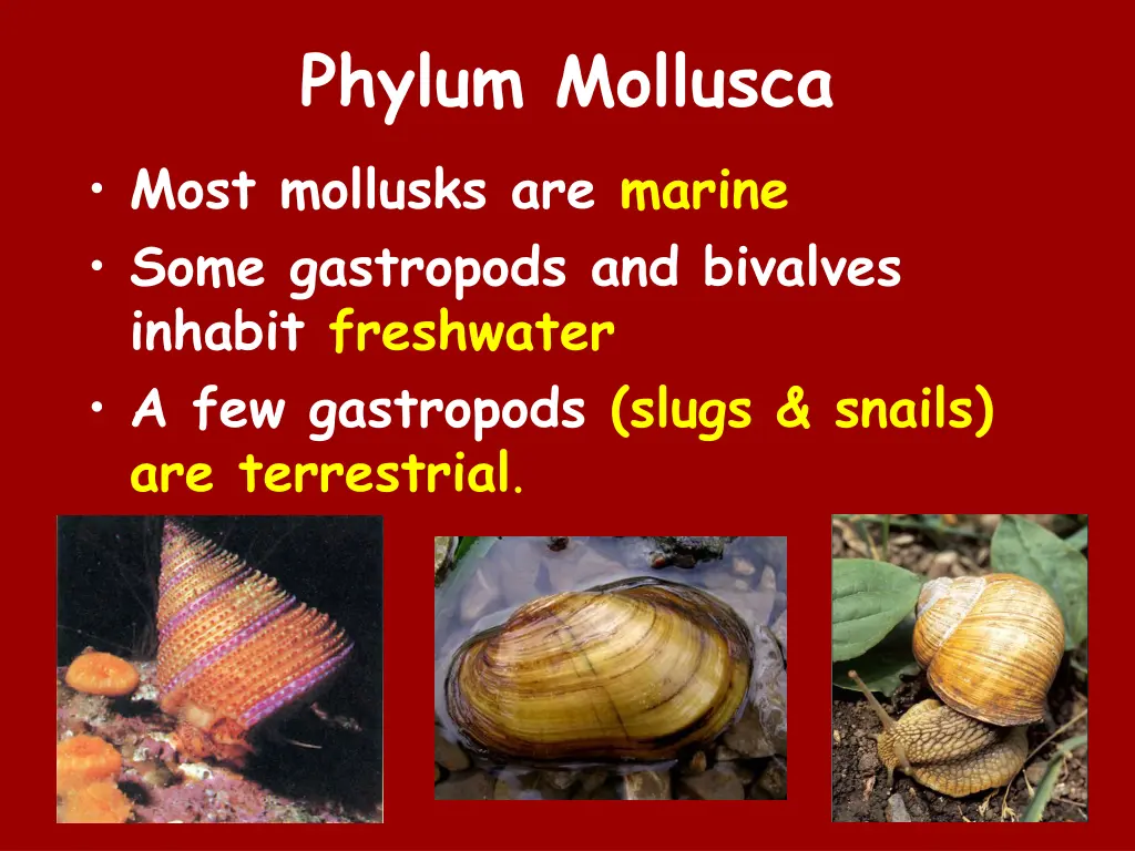 phylum mollusca most mollusks are marine some