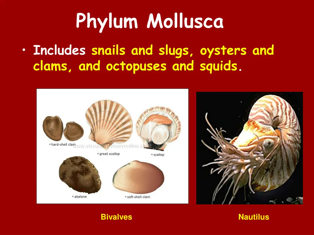 phylum mollusca