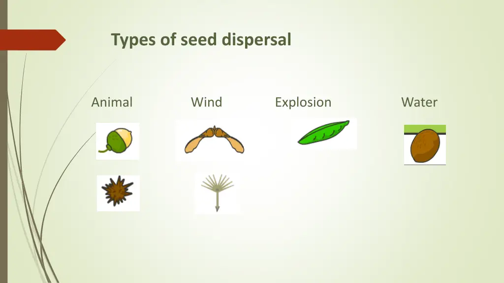 types of seed dispersal