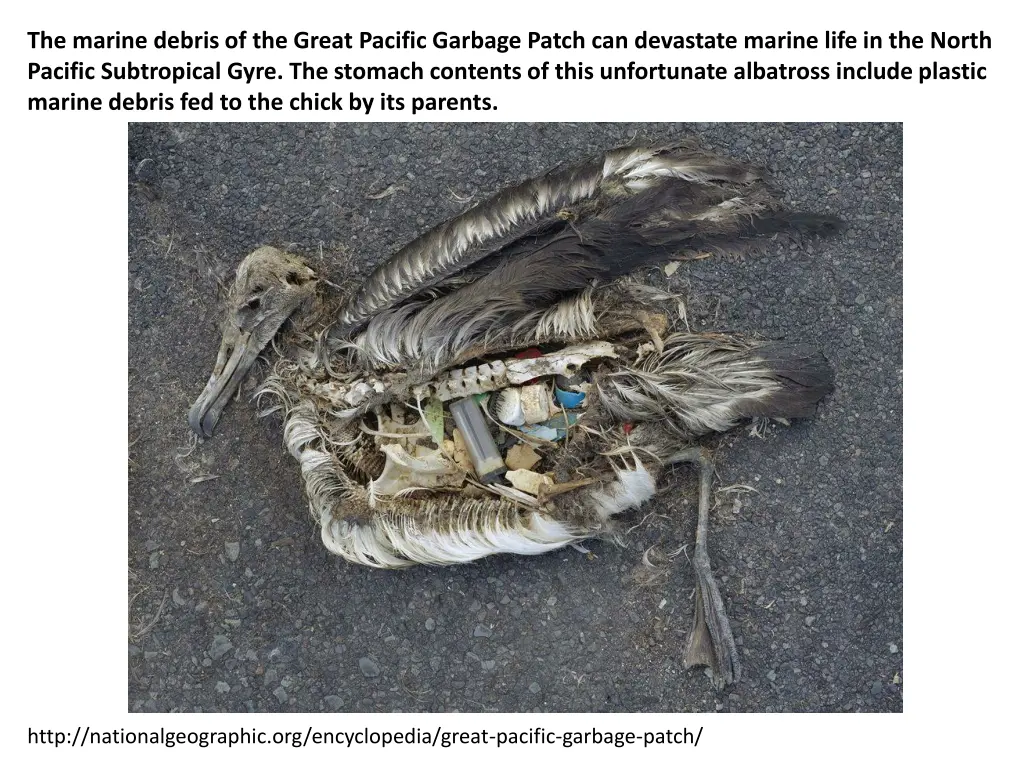 the marine debris of the great pacific garbage