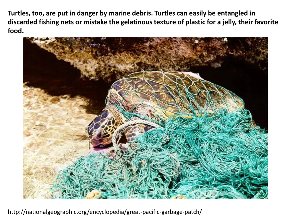 turtles too are put in danger by marine debris