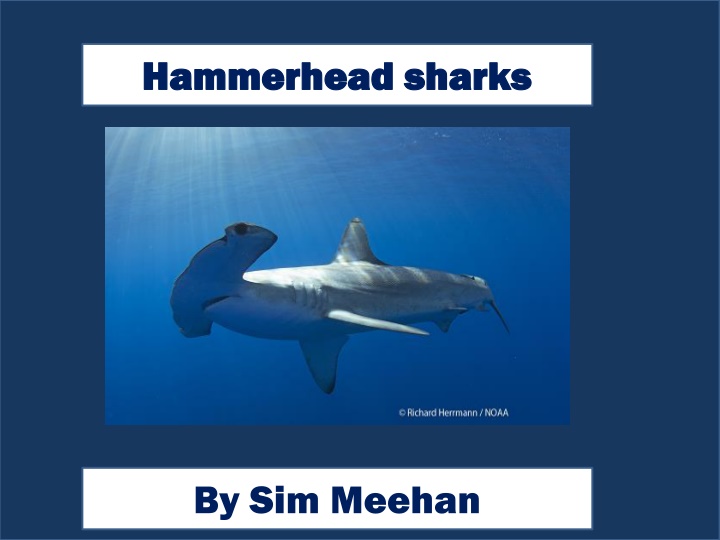 hammerhead sharks hammerhead sharks