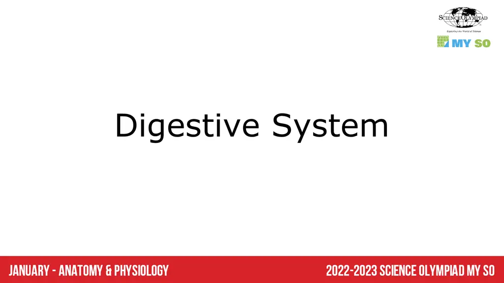 digestive system