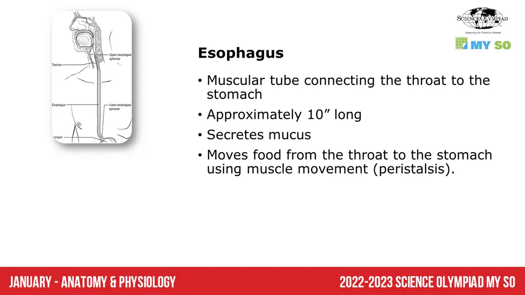 esophagus