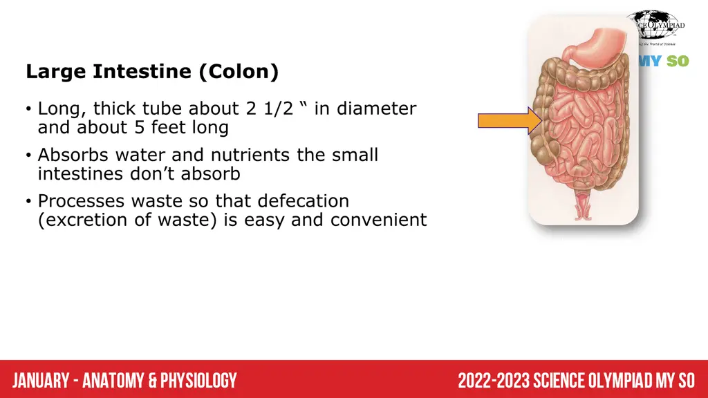 large intestine colon