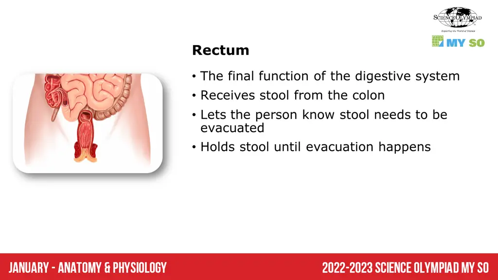 rectum