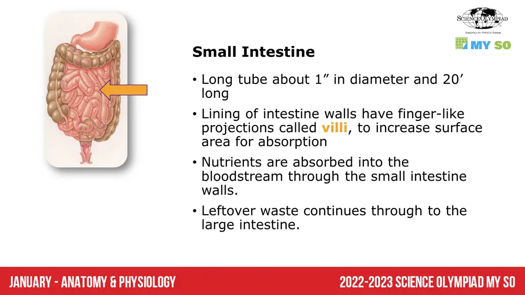 small intestine