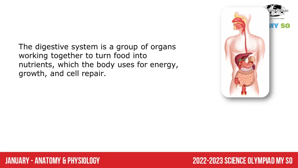 the digestive system is a group of organs working