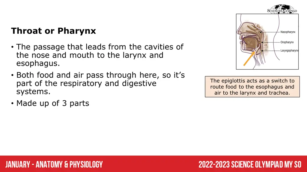 throat or pharynx