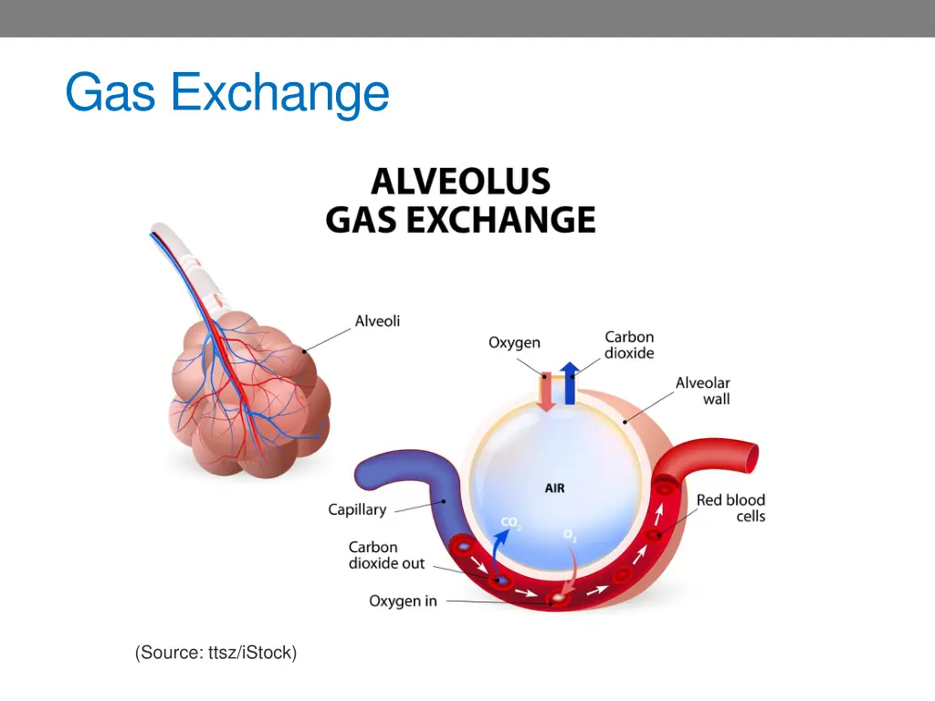 gas exchange